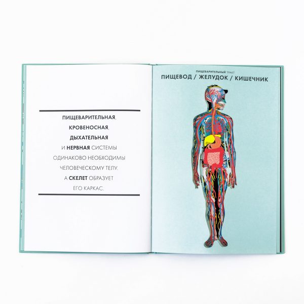 Anatomy : A Cutaway Look Inside the Human Body