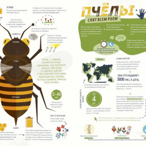 Как спит пчела? Удивительные факты о животных и их суперспособностях